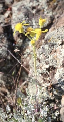 Packera eurycephala eurycephala