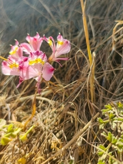 Alstroemeria hookeri