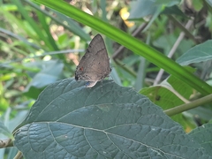 Eumaeini