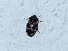 Trogoderma angustum