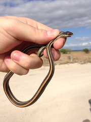 Thamnophis proximus orarius