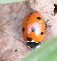 Coccinella septempunctata