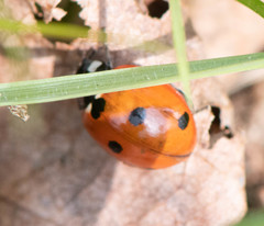 Coccinella septempunctata