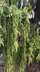 Cupressus nootkatensis
