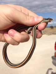 Thamnophis proximus orarius