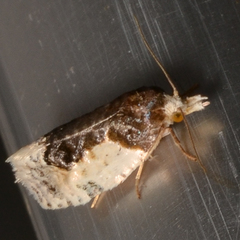 Henricus edwardsiana