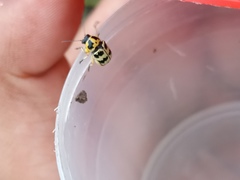 Metallactus rileyi