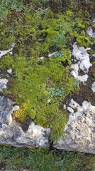 Flexitrichum flexicaule