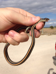 Thamnophis proximus orarius