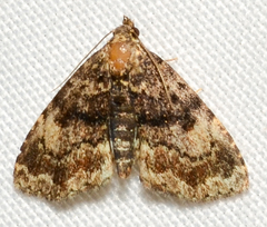 Metalectra richardsi