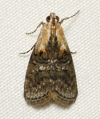 Pococera expandens