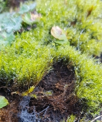 Flexitrichum flexicaule