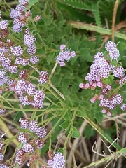 Chromolaena hirsuta