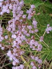 Chromolaena hirsuta