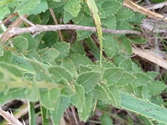 Chromolaena hirsuta