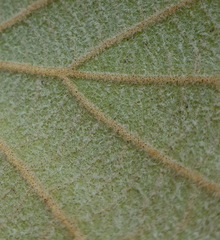 Quercus conzattii