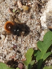 Osmia cornuta