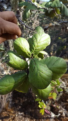 Quercus conzattii