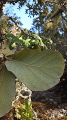 Quercus conzattii