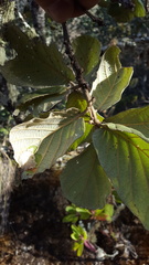 Quercus conzattii