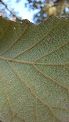 Quercus conzattii