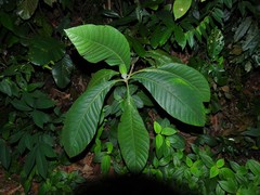 Psychotria helferiana