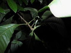 Psychotria helferiana