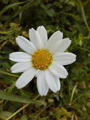 Anthemideae