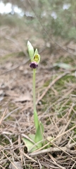 Ophrys omegaifera dyris