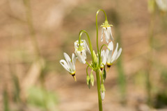 Dodecatheon