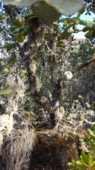 Quercus conzattii