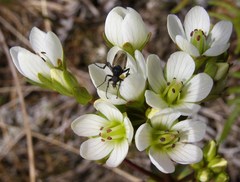 Gentianella chathamica