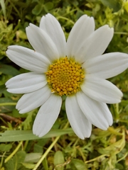 Anthemideae