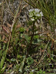 Gentianella chathamica