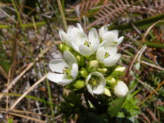 Gentianella chathamica