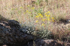 Packera eurycephala eurycephala