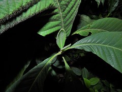 Psychotria helferiana