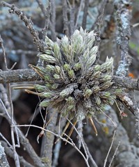 Tillandsia pedicellata