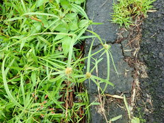 Cyperus