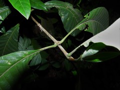 Psychotria helferiana