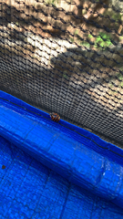 Harmonia axyridis