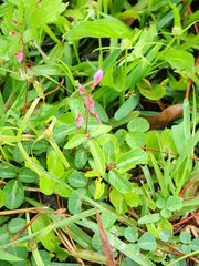 Desmodium