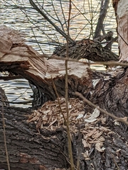 Castorimorpha