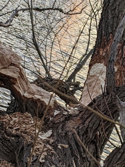 Castorimorpha