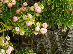 Leptecophylla robusta