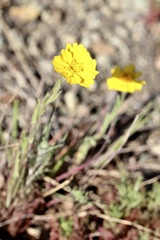 Layia septentrionalis