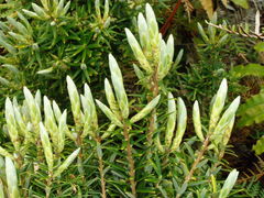 Leptecophylla robusta