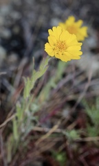 Layia septentrionalis