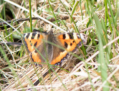 Aglais urticae