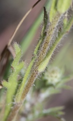 Layia septentrionalis